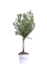 Wax Flower - Chamelaucium Uncinatum Alberello v17 egarden.store online