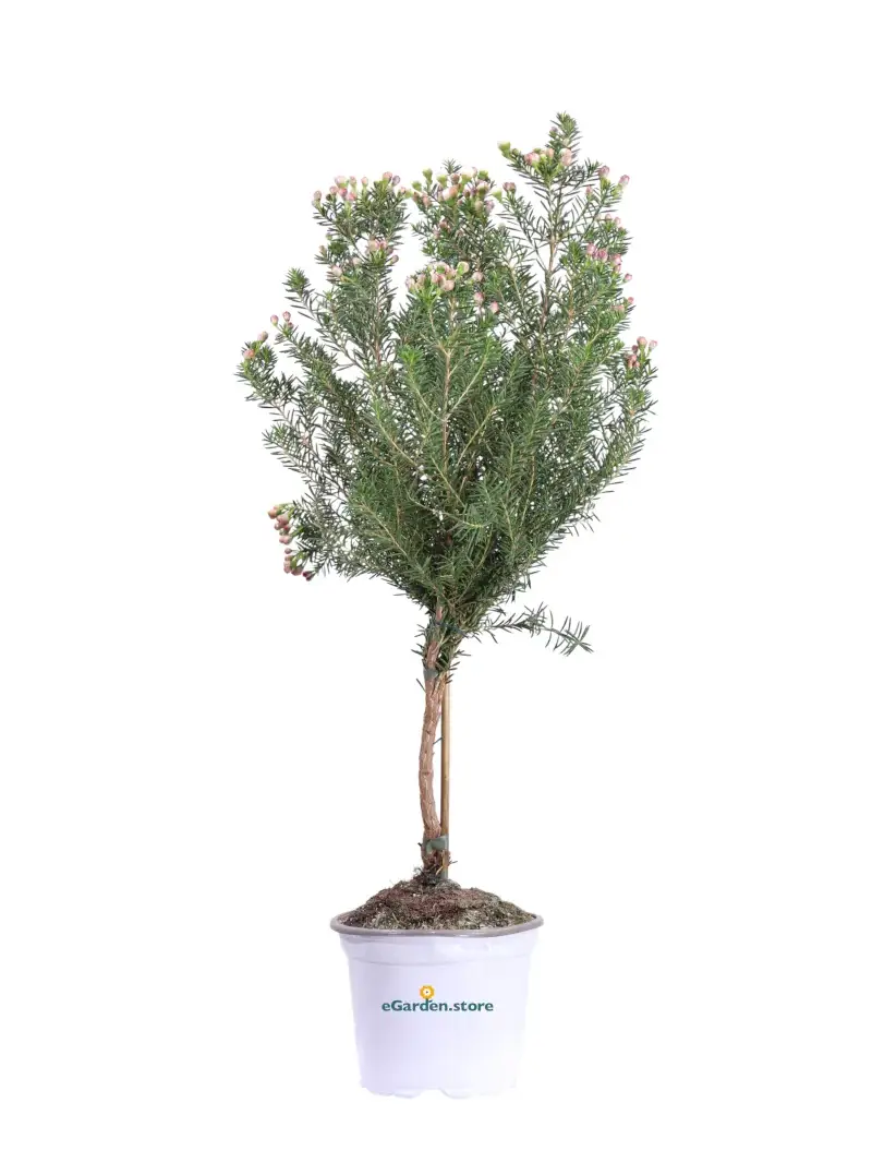 Wax Flower - Chamelaucium Uncinatum Alberello v17 egarden.store online