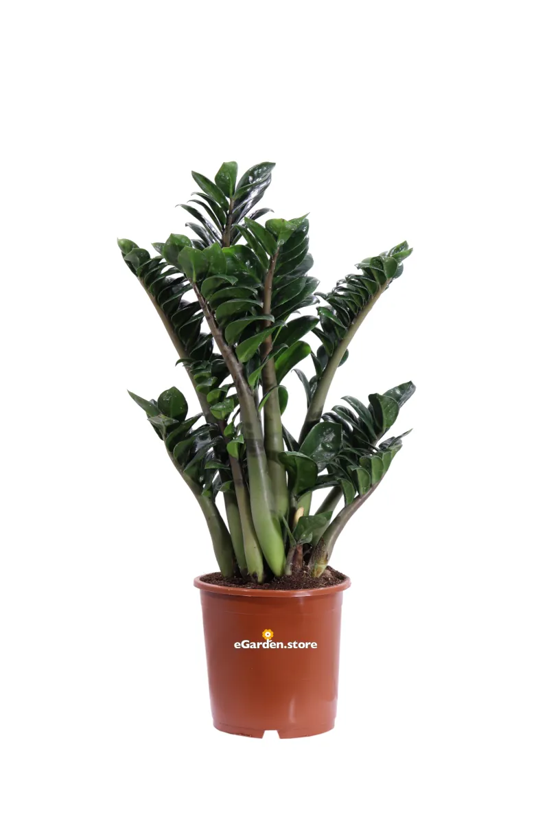 Zamioculcas Zamilifolia Zenzi v17 egarden.store online