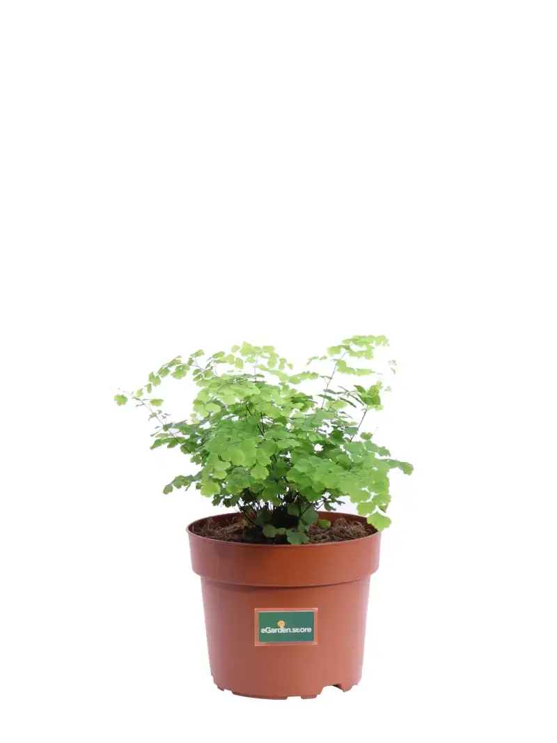 Adiantum Raddianum Fritz-Luthi v12 egarden.store online