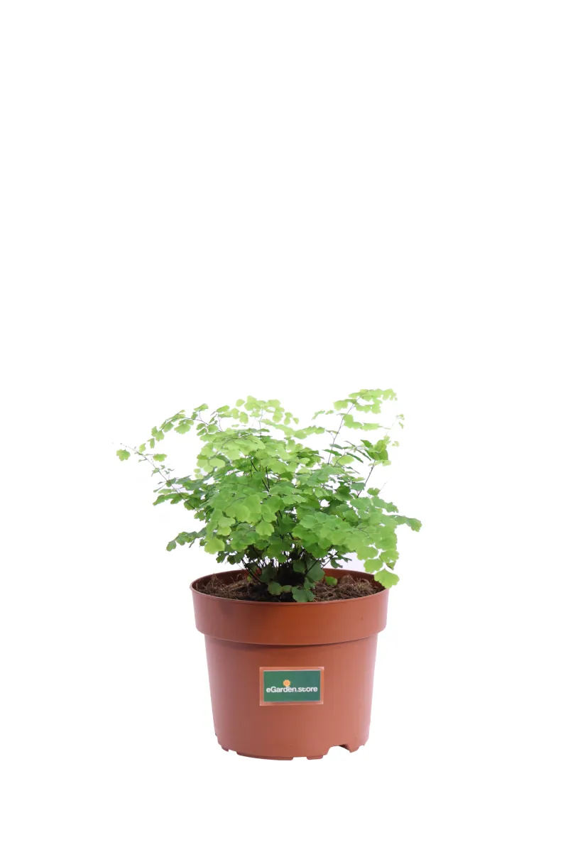 Adiantum Raddianum Fritz-Luthi v12 egarden.store 1 Adiantum Raddianum Fritz-Luthi v12 egarden.store online