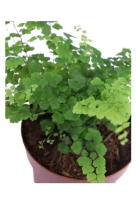 Adiantum Raddianum Fritz-Luthi v12 egarden.store 2 Adiantum Raddianum Fritz-Luthi v12 egarden.store online