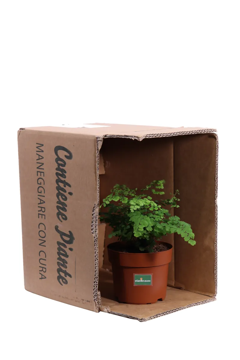 Adiantum Raddianum Fritz-Luthi v12 egarden.store 3 Capelvenere - Adiantum Raddianum Fritz-Luthi