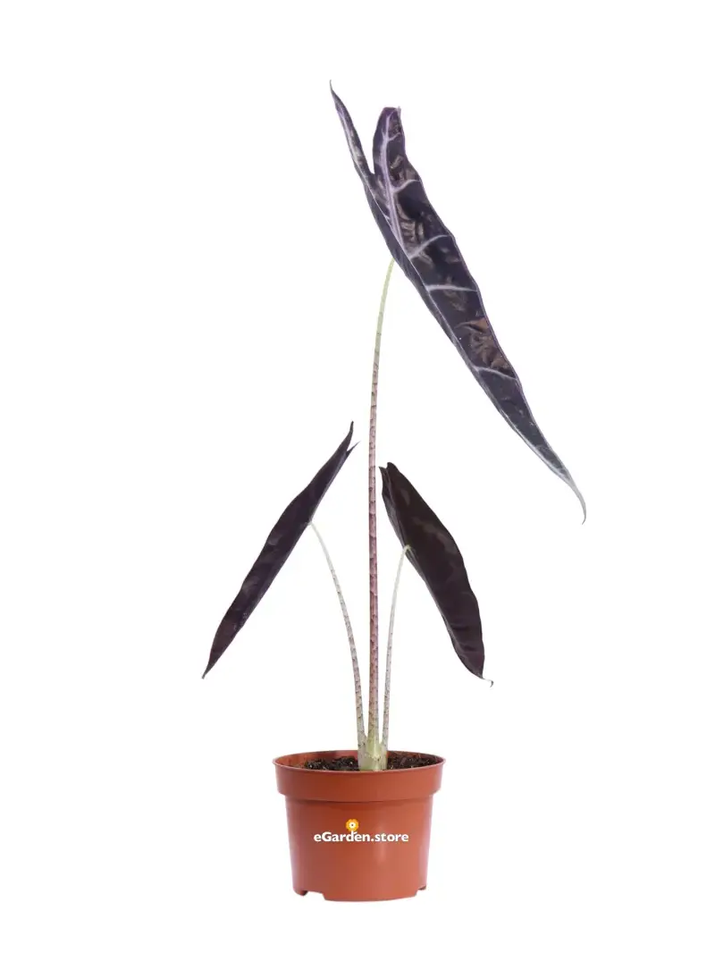 Alocasia Longiloba Purple v10 egarden.store online