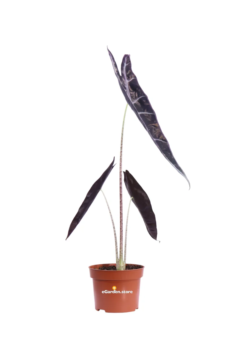 Alocasia Longiloba Purple v10 egarden.store 1 Alocasia Longiloba Purple v10 egarden.store online
