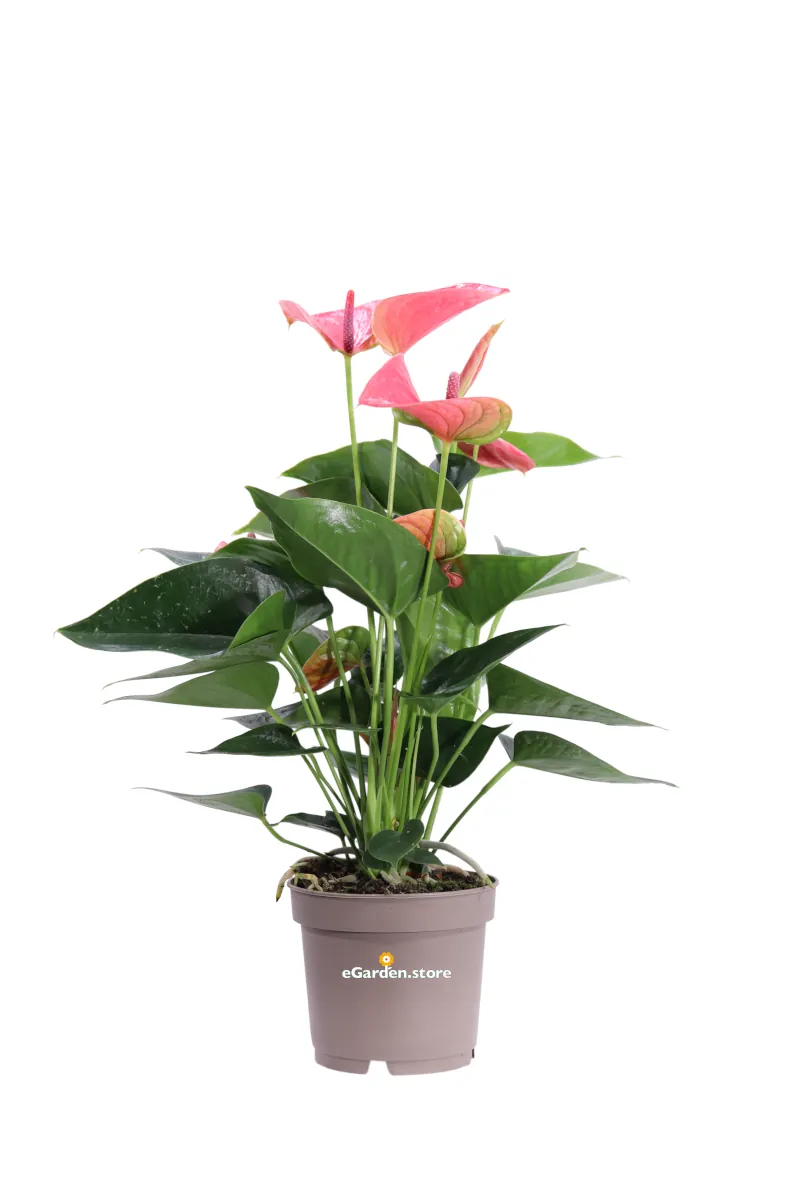 Anthurium Fucsia v12 egarden.store online