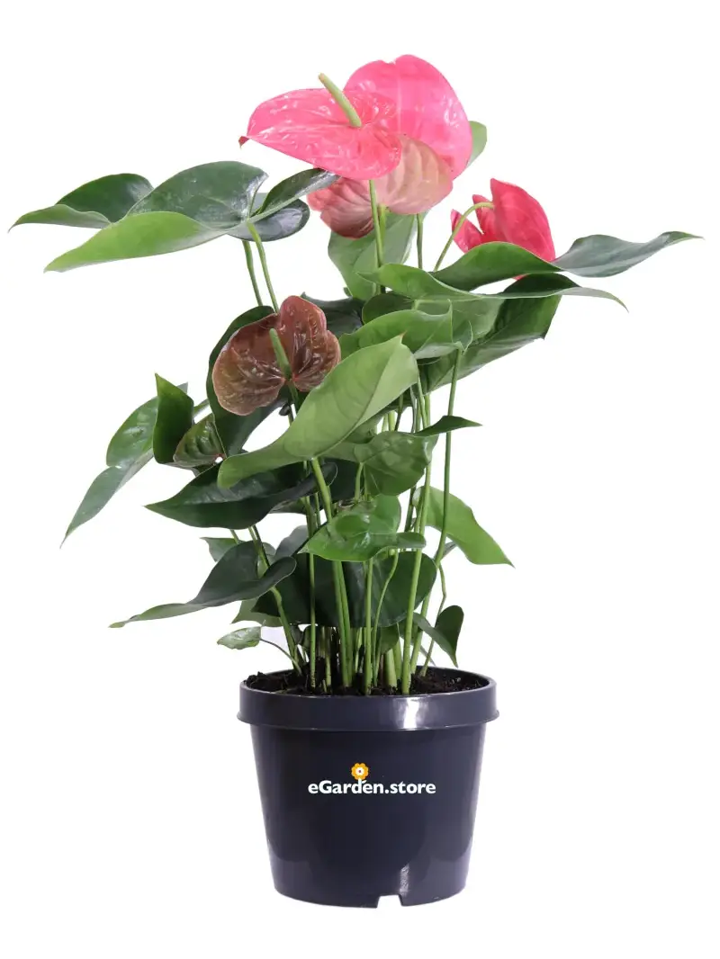 Anthurium Fucsia v21 egarden.store online