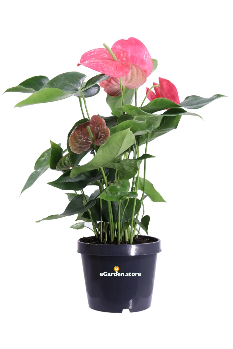 Anthurium Fucsia v21 egarden.store online