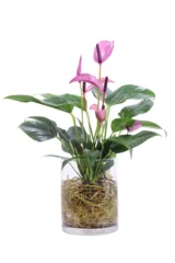 Anthurium Rosa idro v12 egarden.store online