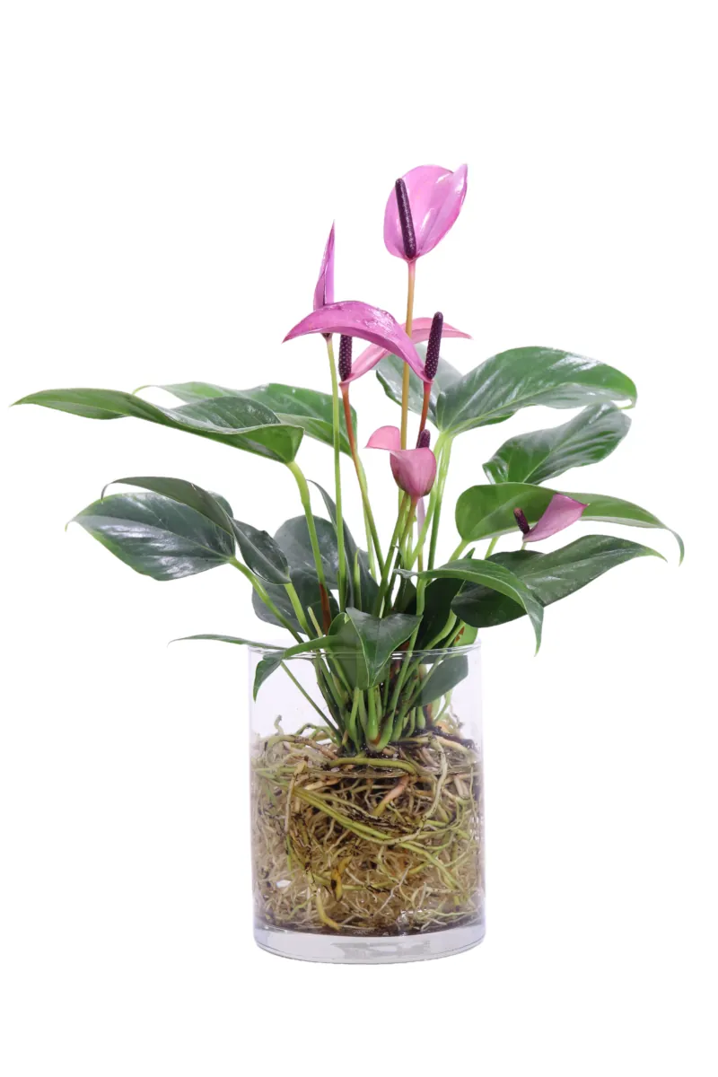 Anthurium Rosa idro v12 egarden.store online