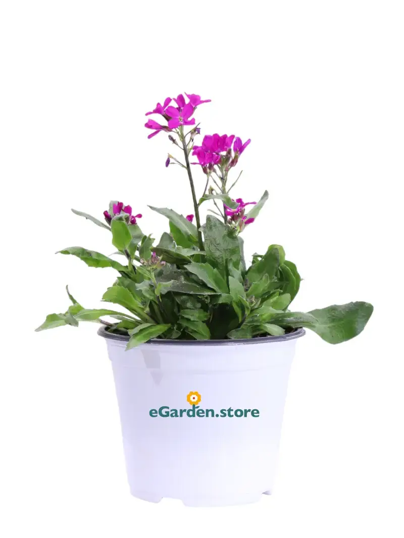 Arabis Blepharophylla Fucsia v14 egarden.store online