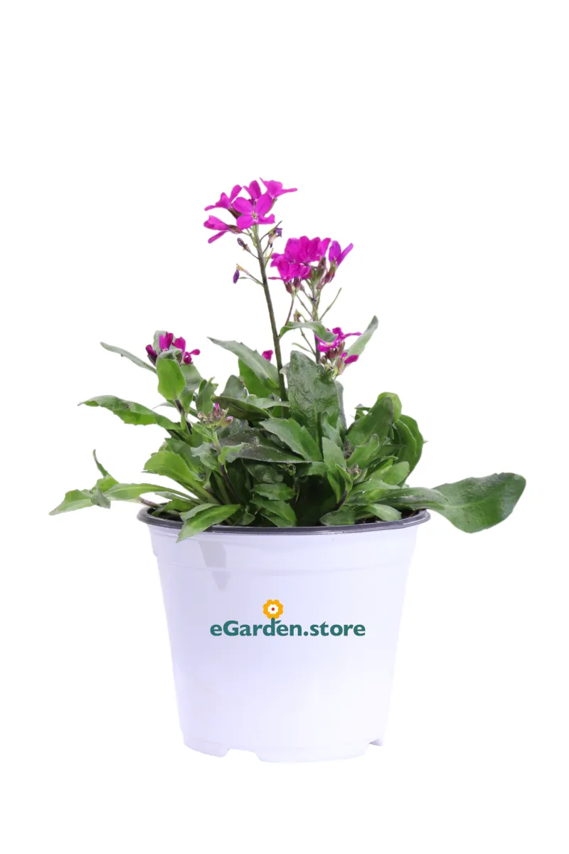 Arabis Blepharophylla Fucsia v14 egarden.store online