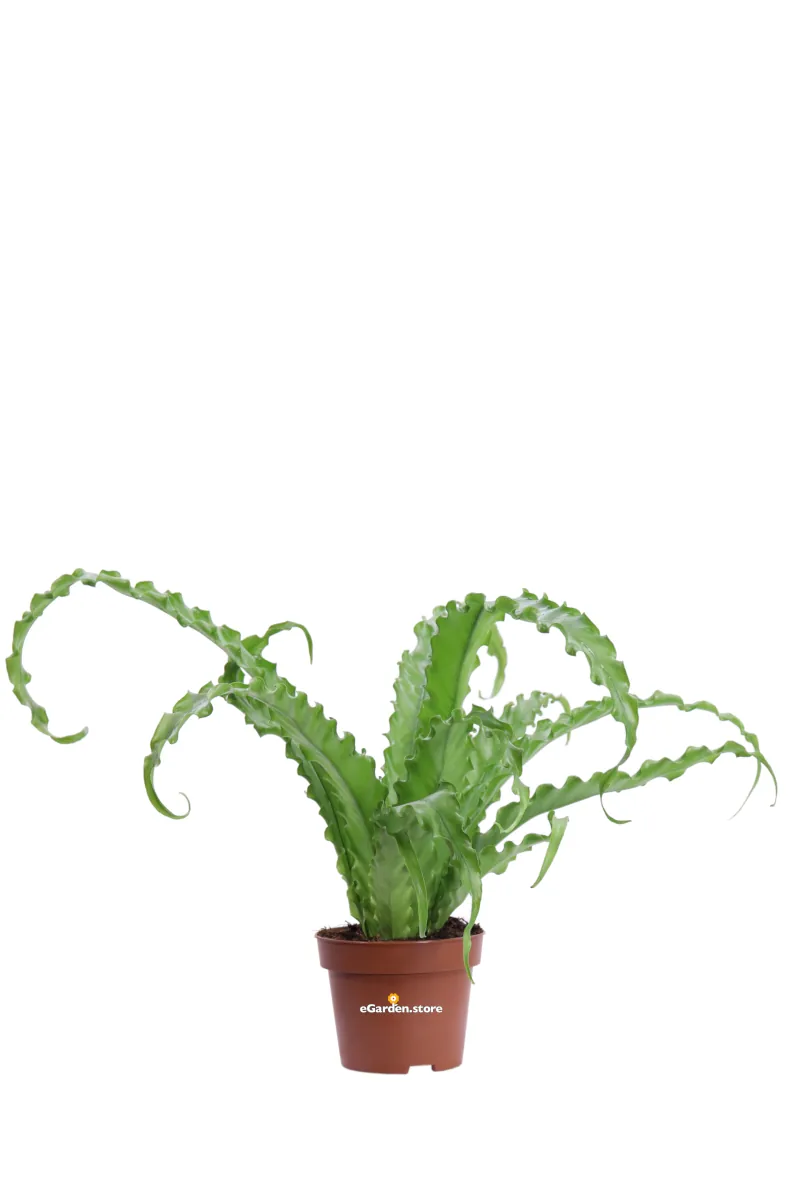 Asplenium Antiquum Osaka v12 egarden.store online