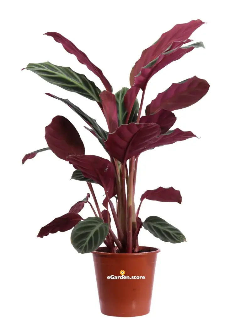 Calathea Ecuadoriana v19 egarden.store online