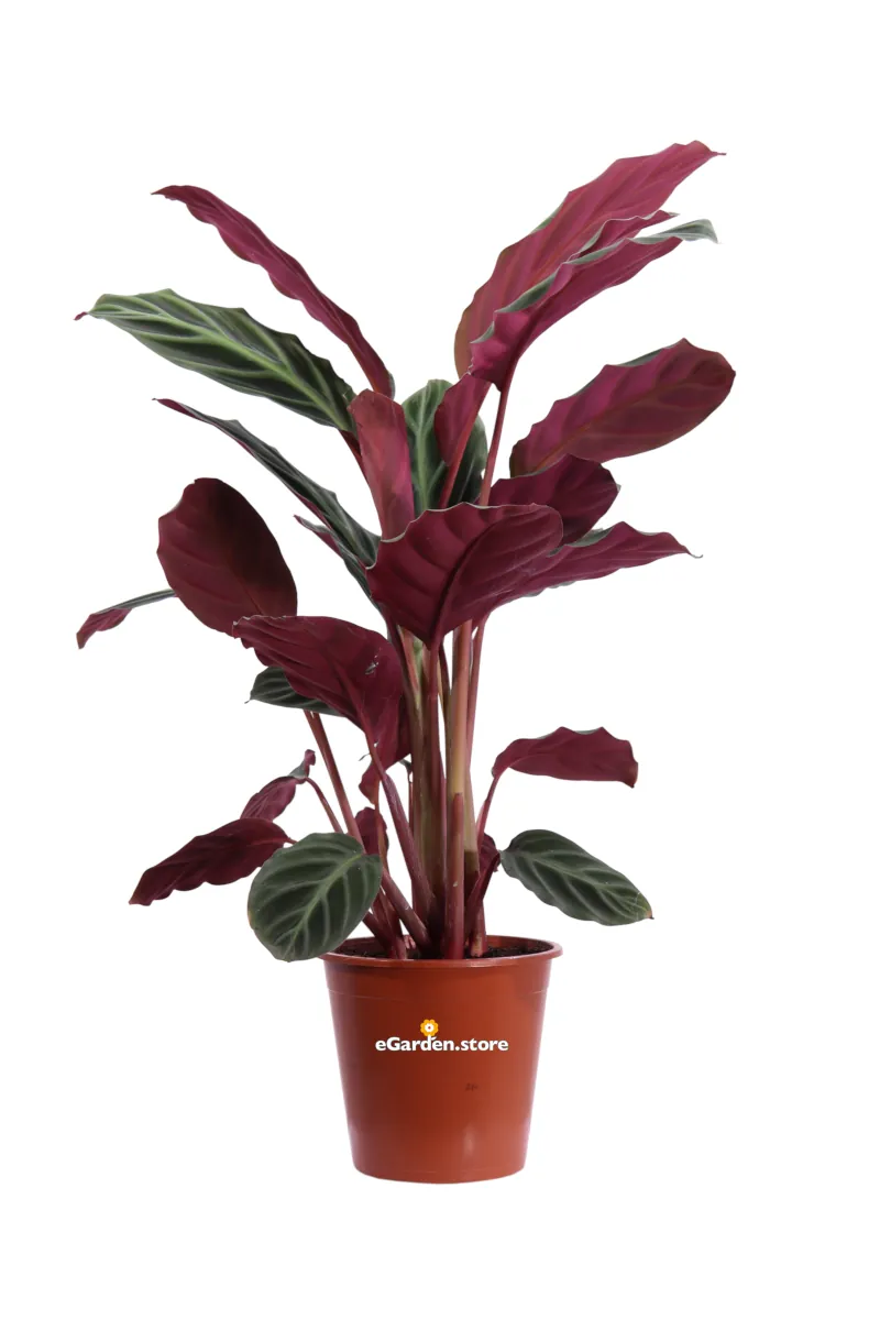 Calathea Ecuadoriana v19 egarden.store 1 Calathea Ecuadoriana v19 egarden.store online