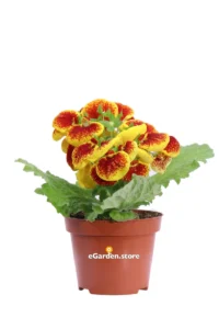 Calceolaria Bicolor v12 egarden.store online