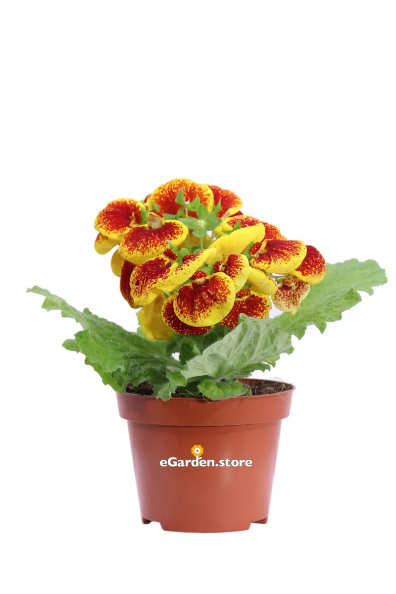 Calceolaria Bicolor v12 egarden.store online