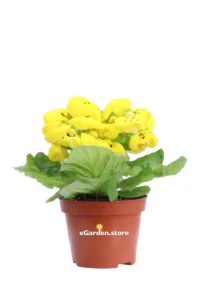 Calceolaria Gialla v12 egarden.store online