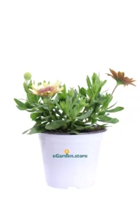 Dimorphoteca - Osteospermum Crema v14 egarden.store 1 Dimorphoteca - Osteospermum Crema v14 egarden.store online