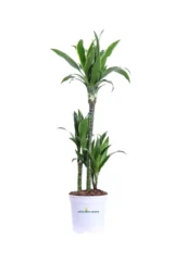 Dracena Fragrans Arturo