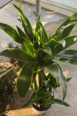 Dracena Fragrans Arturo v20 egarden.store online