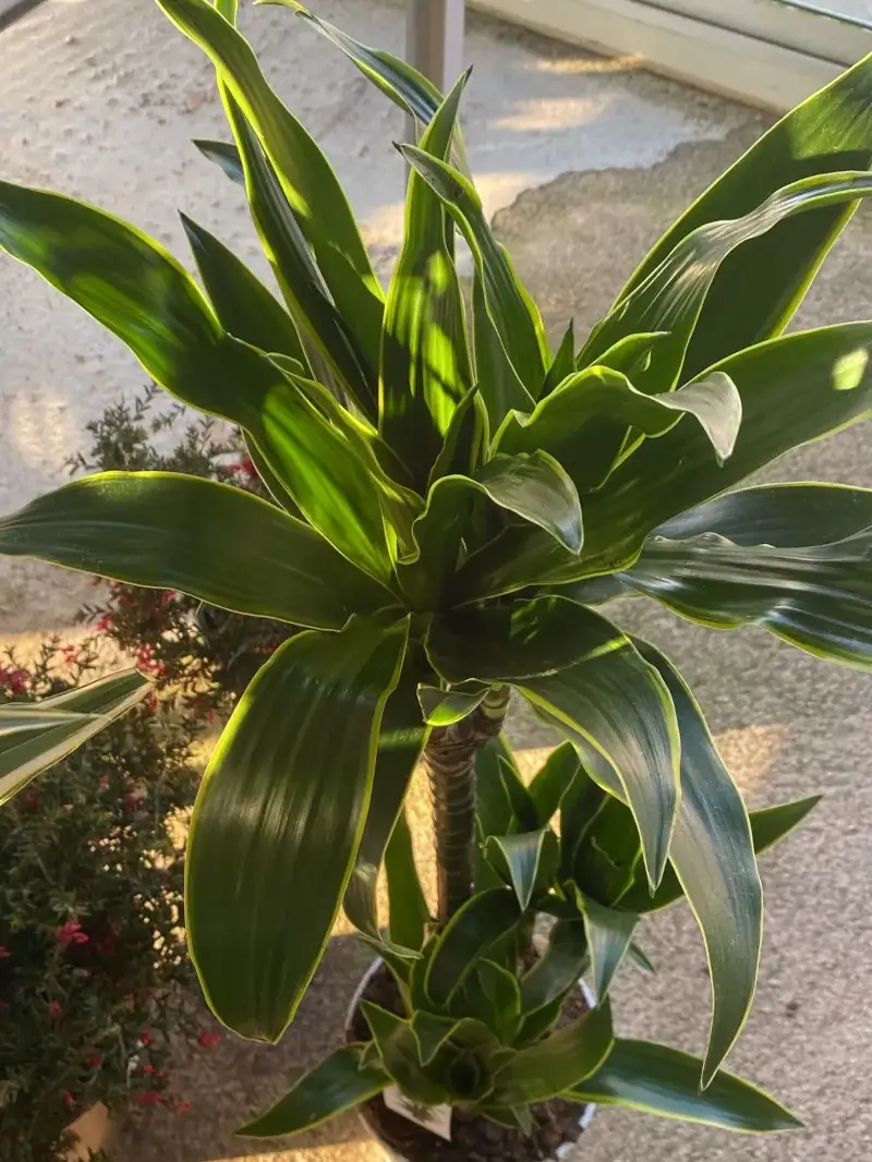 Dracena Fragrans Arturo v20 egarden.store online