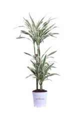 Dracena Fragrans White Stripe v20 egarden.store online