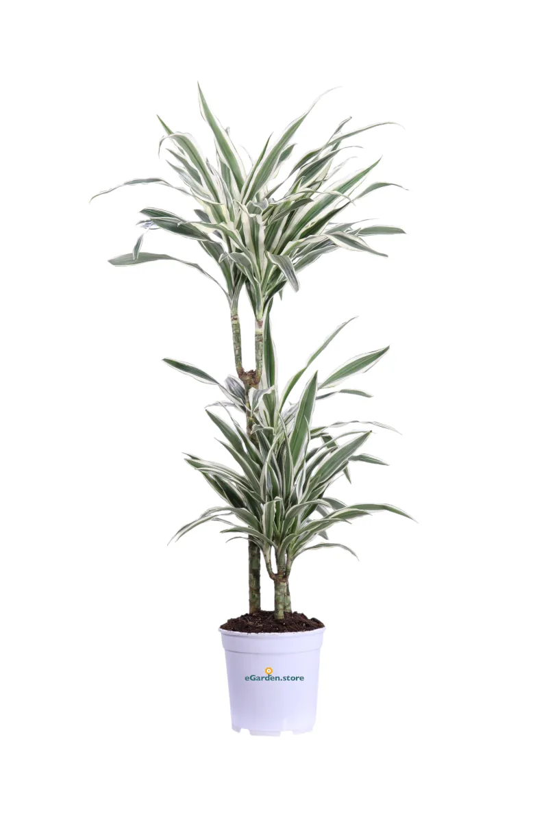 Dracena Fragrans White Stripe v20 egarden.store online