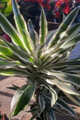 Dracena Fragrans White Stripe v20 egarden.store online