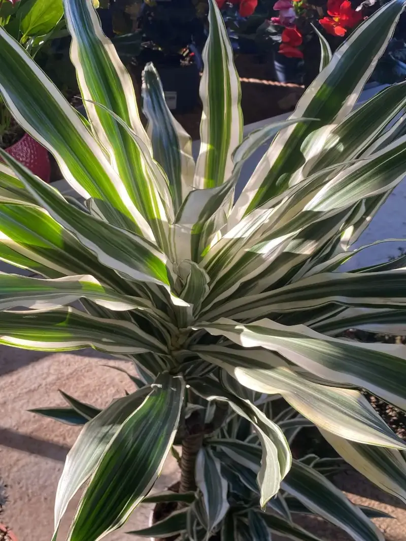 Dracena Fragrans White Stripe v20 egarden.store online