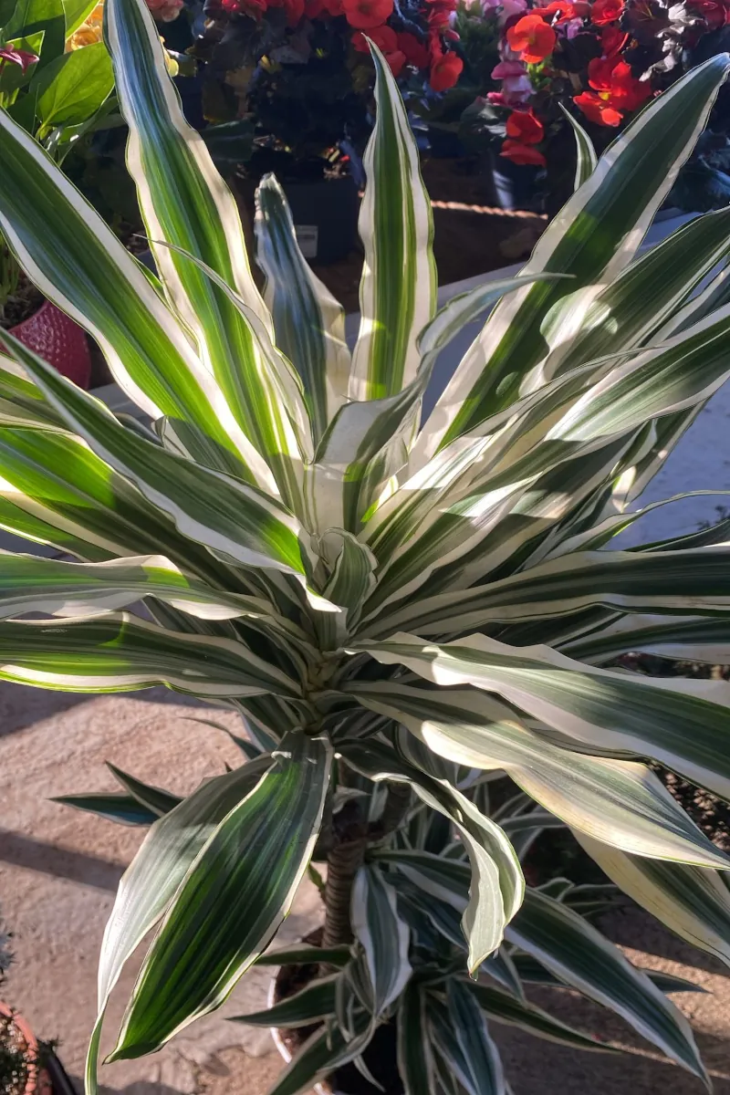 Dracena Fragrans White Stripe v20 egarden.store Dracena Fragrans White Stripe v20 egarden.store online