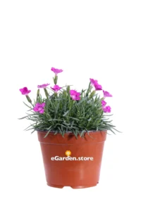 Garofanino - Dianthus Kahori Ciclamino v14 egarden.store online