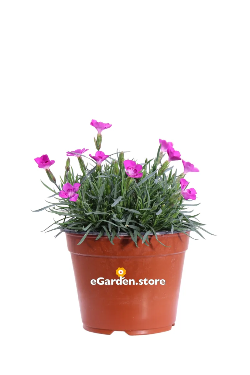 Garofanino - Dianthus Kahori Ciclamino v14 egarden.store online