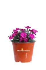 Garofano Di Grenoble - Dianthus Caryophyllus v14 egarden.store online