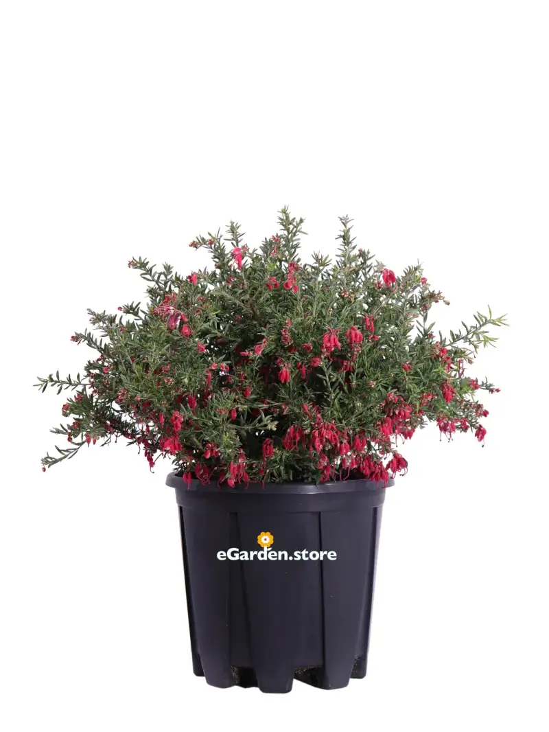 Grevillea Poorinda Rondeau v24 egarden.store online