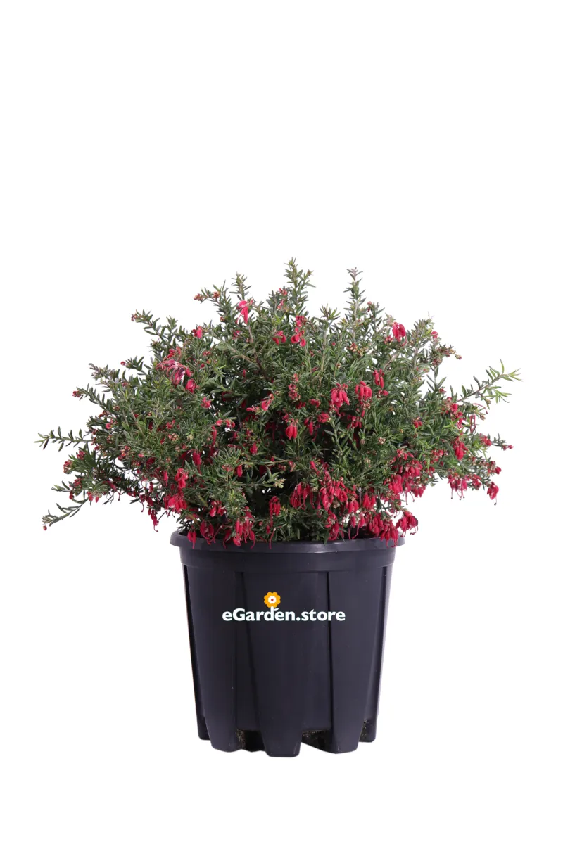 Grevillea Poorinda Rondeau v24 egarden.store 1 Grevillea Poorinda Rondeau v24 egarden.store online