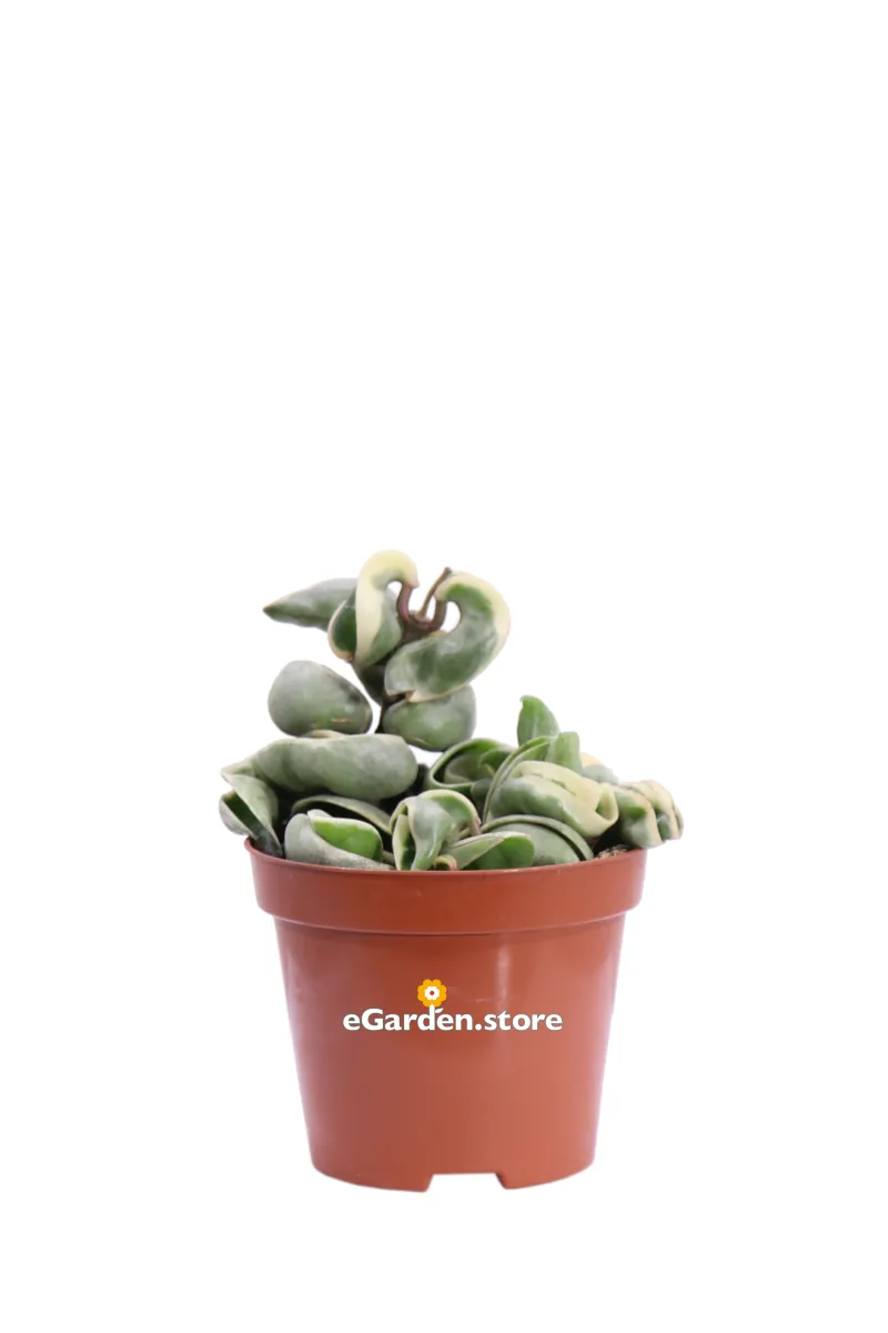 Hoya Carnosa Compacta Variegata v9 egarden.store online