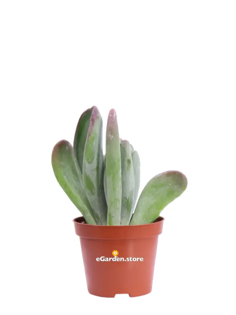 Kalanchoe Thyrsiflora Red Lips v8 egarden.store online