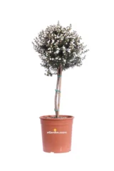 Leptospermum Scoparium Alberello Bianco v19 egarden.store online