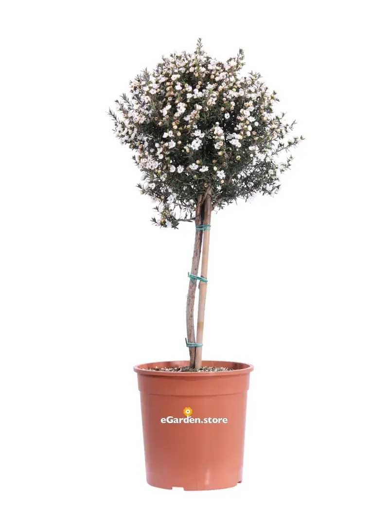Leptospermum Scoparium Alberello Bianco v19 egarden.store online