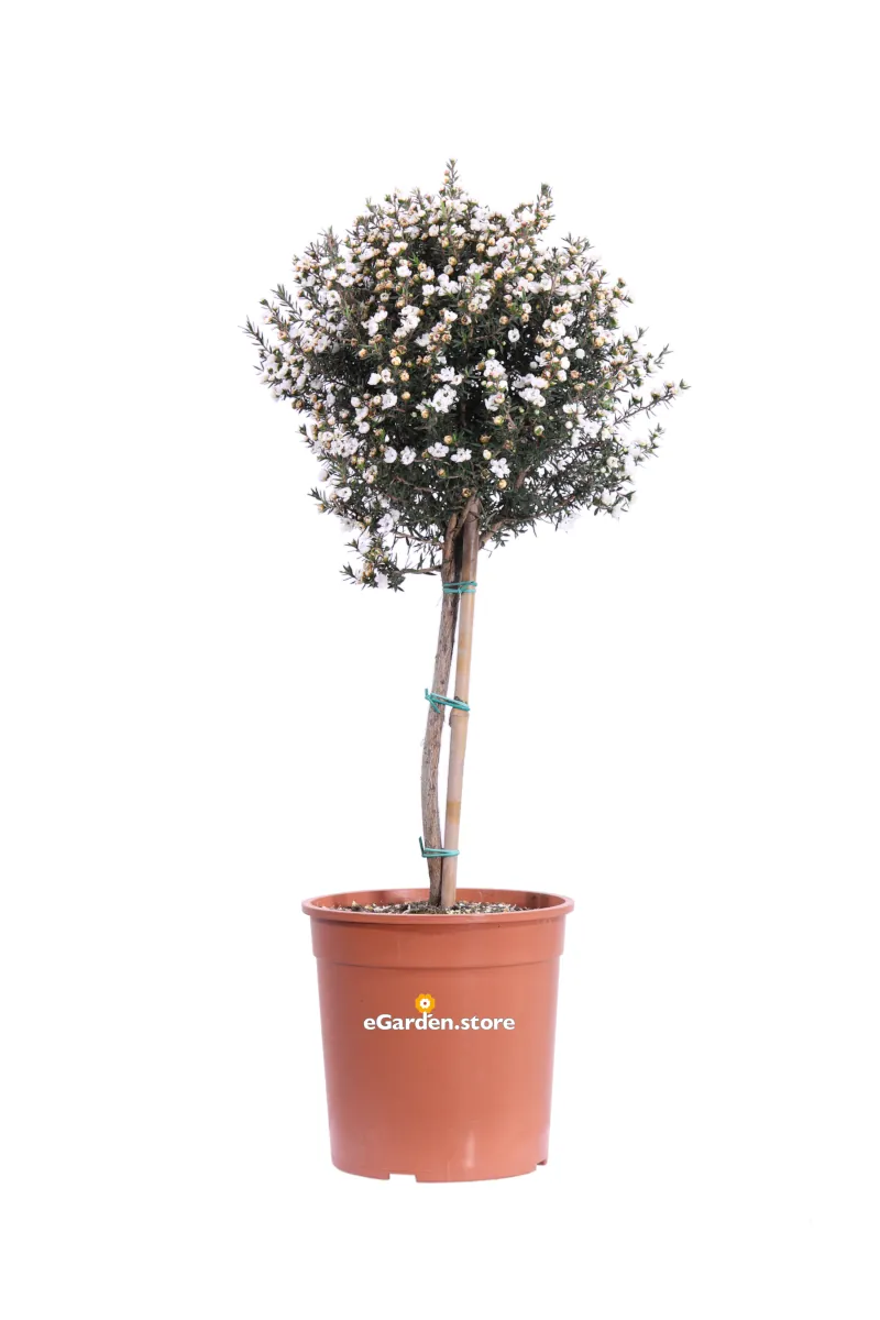 Leptospermum Scoparium Alberello Bianco v19 egarden.store online