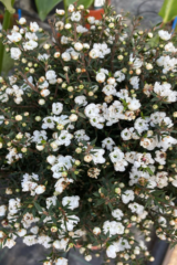 Leptospermum Scoparium Alberello Bianco v19 egarden.store online