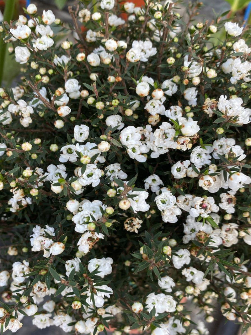 Leptospermum Scoparium Alberello Bianco v19 egarden.store online