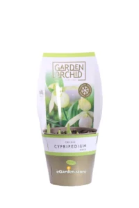Orchidea Cypripedium Bianca v12 egarden.store online