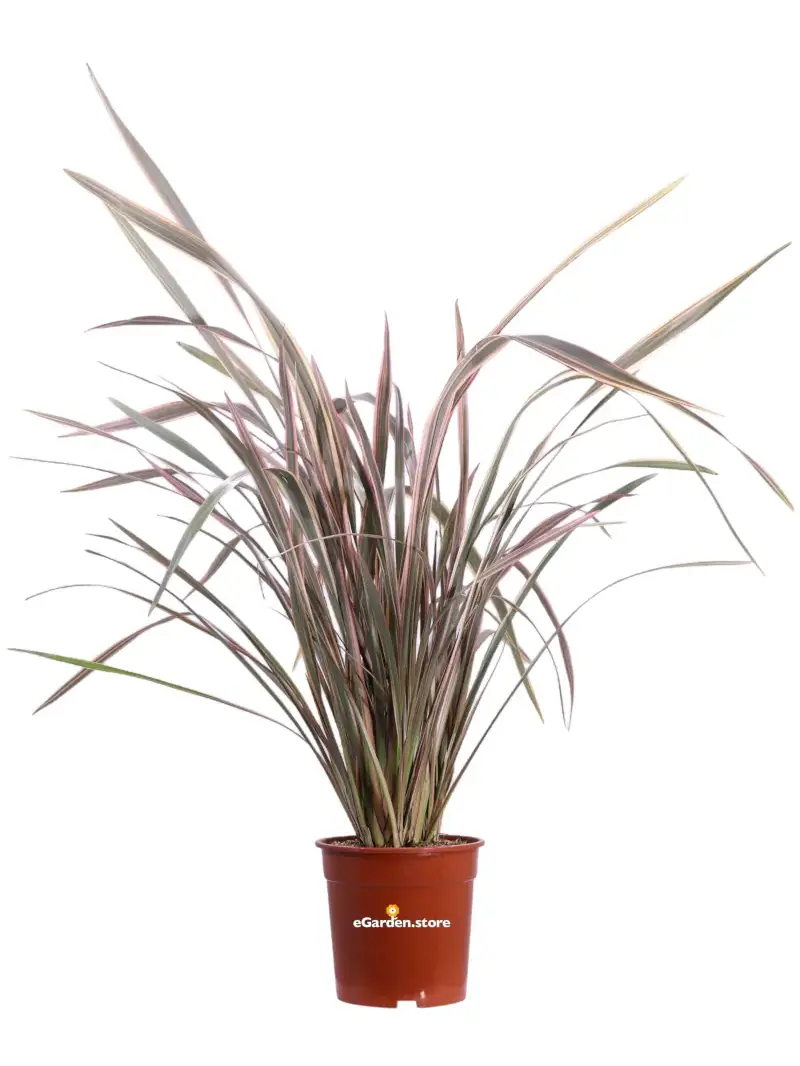 Phormium Tenax Apricot Queen v24 egarden.store online