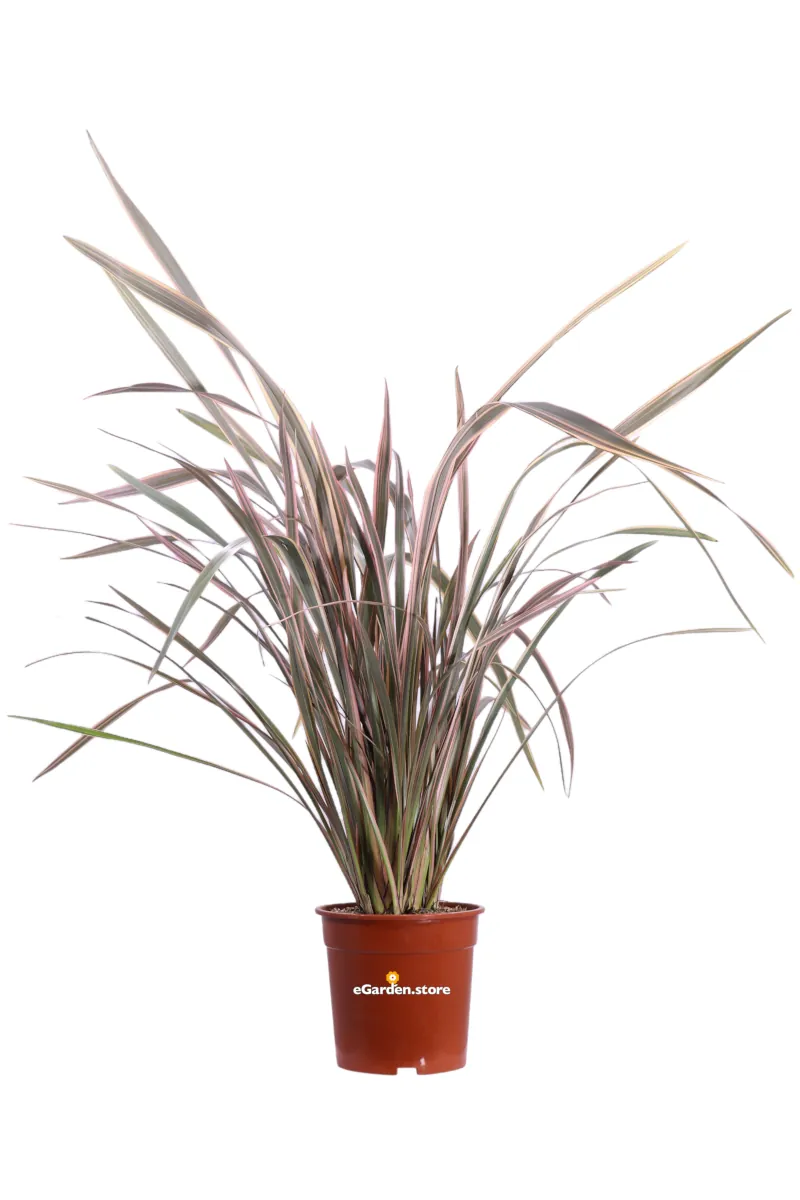Phormium Tenax Apricot Queen v24 egarden.store online