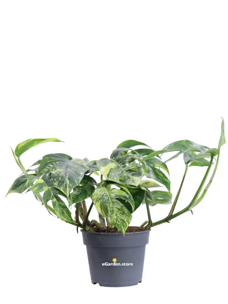 Pothos - Epipremnum Pinnatum Cintho Goldfinger v17 egarden.store online