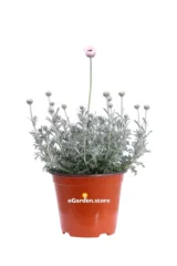 Rhodanthemum Hosmariense Bianco-Rosa v14 egarden.store online