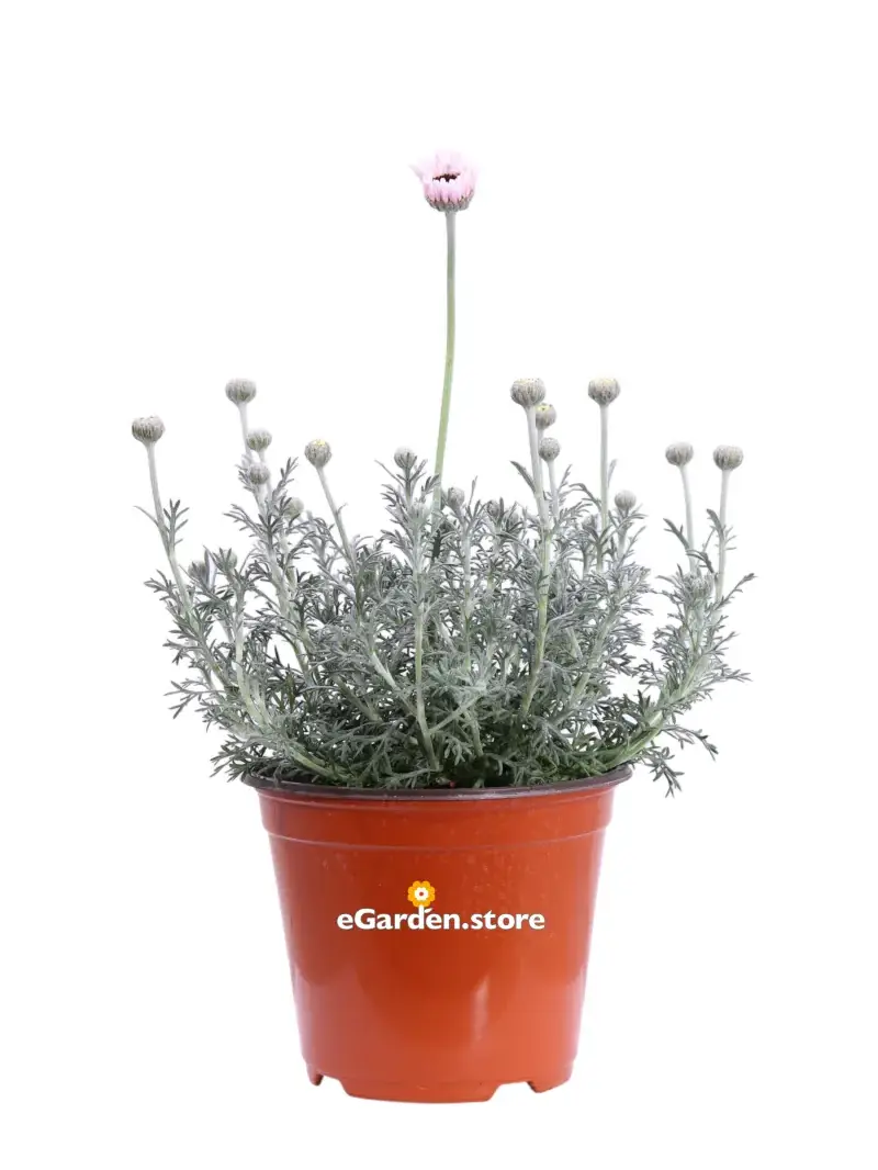 Rhodanthemum Hosmariense Bianco-Rosa v14 egarden.store online