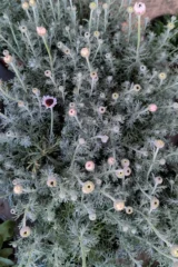 Rhodanthemum Hosmariense v14 egarden.store online